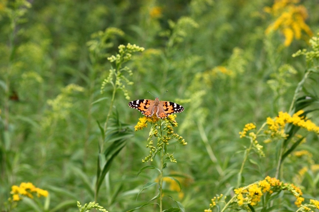 Farfalle e ambienti del parco del Ticino